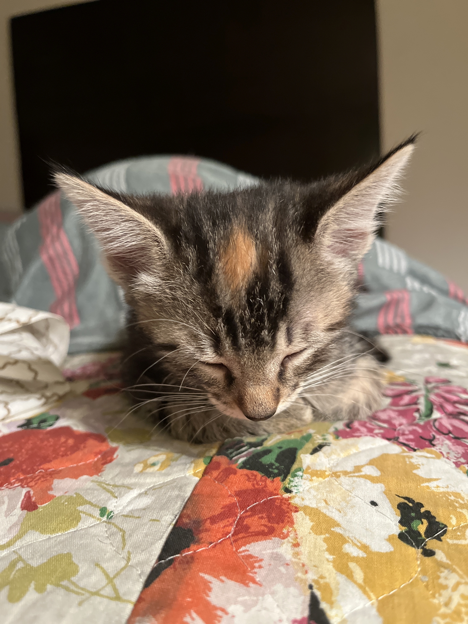 sleepy